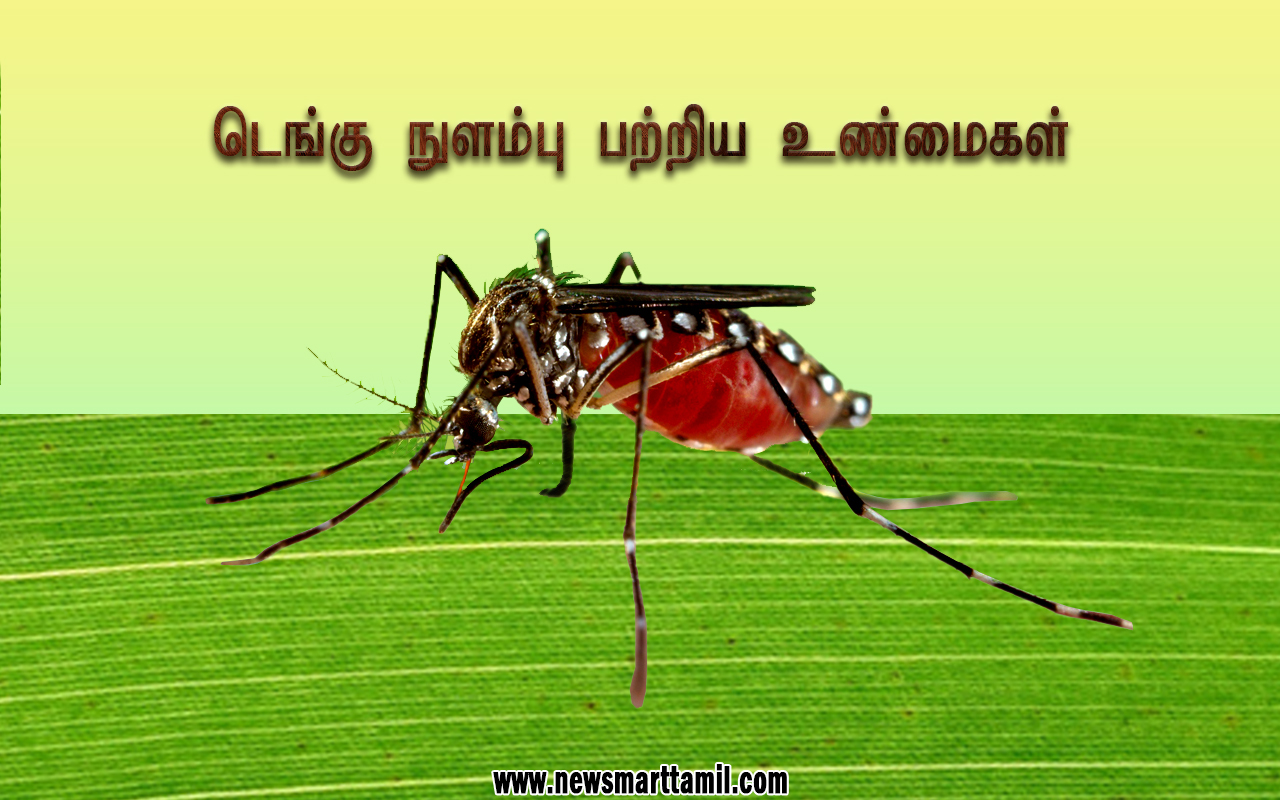 Dengue Mosquito in Tamil